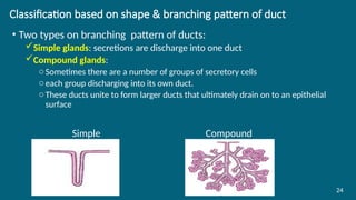 Classification based on shape & branching pattern of duct
• Two types on branching pattern of ducts:
Simple glands: secretions are discharge into one duct
Compound glands:
oSometimes there are a number of groups of secretory cells
oeach group discharging into its own duct.
oThese ducts unite to form larger ducts that ultimately drain on to an epithelial
surface
Simple Compound
24
 
