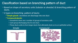 Classification based on branching pattern of duct
• Based on shape of secretory units (tubular or alveolar) & branching pattern of
ducts.
• 2 types on branching pattern of ducts:
Simple glands: secretions are discharge into one duct
Compound glands:
o Sometimes there are a number of groups of secretory cells
o each group discharging into its own duct.
o These ducts unite to form larger ducts that ultimately drain on to an epithelial surface
Simple Compound
25
 