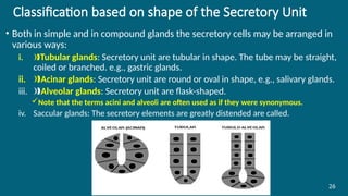 Classification based on shape of the Secretory Unit
• Both in simple and in compound glands the secretory cells may be arranged in
various ways:
i. ‰Tubular glands: Secretory unit are tubular in shape. The tube may be straight,
coiled or branched. e.g., gastric glands.
ii. Acinar glands
‰ : Secretory unit are round or oval in shape, e.g., salivary glands.
iii. ‰Alveolar glands: Secretory unit are flask-shaped.
Note that the terms acini and alveoli are often used as if they were synonymous.
iv. Saccular glands: The secretory elements are greatly distended are called.
26
 