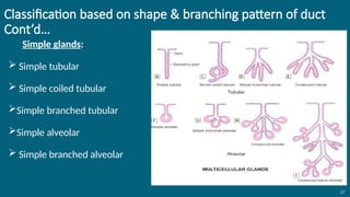 Classification based on shape & branching pattern of duct
Cont’d…
Simple glands:
 Simple tubular
 Simple coiled tubular
Simple branched tubular
Simple alveolar
 Simple branched alveolar
27
 