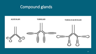 29
Compound glands
 