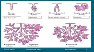 30
Crypt of Lieberkuhn Sweat glands Fundic glands of stomach Meibomian glands
Brunner glands Submandibular gland Mammary gland
 