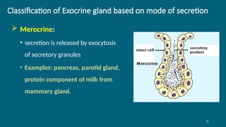 31
Classification of Exocrine gland based on mode of secretion
 Merocrine:
• secretion is released by exocytosis
of secretory granules
• Examples: pancreas, parotid gland,
protein component of milk from
mammary gland.
 