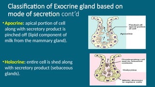 32
Classification of Exocrine gland based on
mode of secretion cont’d
•Apocrine: apical portion of cell
along with secretory product is
pinched off (lipid component of
milk from the mammary gland).
•Holocrine: entire cell is shed along
with secretory product (sebaceous
glands).
 