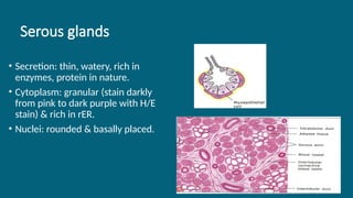 34
Serous glands
• Secretion: thin, watery, rich in
enzymes, protein in nature.
• Cytoplasm: granular (stain darkly
from pink to dark purple with H/E
stain) & rich in rER.
• Nuclei: rounded & basally placed.
 