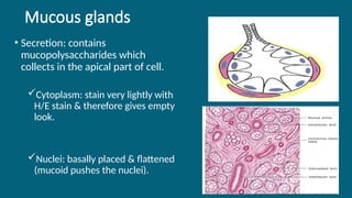 35
Mucous glands
• Secretion: contains
mucopolysaccharides which
collects in the apical part of cell.
Cytoplasm: stain very lightly with
H/E stain & therefore gives empty
look.
Nuclei: basally placed & flattened
(mucoid pushes the nuclei).
 