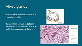 36
Mixed glands
• Contain both serous & mucous
secretory units.
• Sometimes serous cells form
crescentic caps on mucous acini
called as serous demilunes.
 