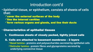 Introduction cont’d
• Epithelial tissue, or epithelium, consists of sheets of cells
that:
cover the external surfaces of the body
line the internal cavities
form various organs and glands, and line their ducts
• Characteristics of epithelial tissues
i. Continuous sheets of closely packed, tightly joined cells
ii. Cells are attached to basement membrane – 2 layers
Basal lamina - proteins and polysaccharides secreted by epithelial cells
Reticular lamina - protein fibres and glycoproteins secreted by
underlying connective tissue 4
 