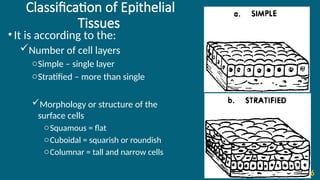 Classification of Epithelial
Tissues
•It is according to the:
Number of cell layers
oSimple – single layer
oStratified – more than single
Morphology or structure of the
surface cells
oSquamous = flat
oCuboidal = squarish or roundish
oColumnar = tall and narrow cells
6
 