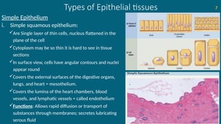 Types of Epithelial tissues
Simple Epithelium
i. Simple squamous epithelium:
Are Single layer of thin cells, nucleus flattened in the
plane of the cell
Cytoplasm may be so thin it is hard to see in tissue
sections
In surface view, cells have angular contours and nuclei
appear round
Covers the external surfaces of the digestive organs,
lungs, and heart = mesothelium.
Covers the lumina of the heart chambers, blood
vessels, and lymphatic vessels = called endothelium
Functions: Allows rapid diffusion or transport of
substances through membranes; secretes lubricating
serous fluid
7
 
