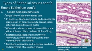 Types of Epithelial tissues cont’d
Simple Epithelium cont’d
ii. Simple cuboidal epithelium
Single layer of square or round cells
In glands, cells often pyramidal and arranged like
segments of an orange around a central space;
spherical, centrally placed nuclei
Often with a brush border of microvilli in some
kidney tubules; ciliated in bronchioles of lung
Representative locations: Liver; thyroid,
mammary, salivary, and other glands; most
kidney tubules; bronchioles
Functions: Absorption and secretion; production
and movement of respiratory mucus
8
Simple Cuboidal Epithelium in Kidney
Tubules (×400).
 