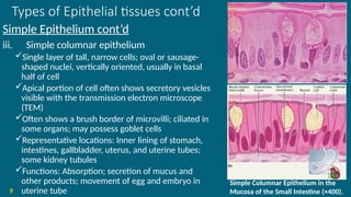 Types of Epithelial tissues cont’d
Simple Epithelium cont’d
iii. Simple columnar epithelium
Single layer of tall, narrow cells; oval or sausage-
shaped nuclei, vertically oriented, usually in basal
half of cell
Apical portion of cell often shows secretory vesicles
visible with the transmission electron microscope
(TEM)
Often shows a brush border of microvilli; ciliated in
some organs; may possess goblet cells
Representative locations: Inner lining of stomach,
intestines, gallbladder, uterus, and uterine tubes;
some kidney tubules
Functions: Absorption; secretion of mucus and
other products; movement of egg and embryo in
uterine tube
9
Simple Columnar Epithelium in the
Mucosa of the Small Intestine (×400).
 