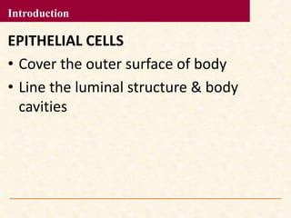 EPITHELIAL CELLS
• Cover the outer surface of body
• Line the luminal structure & body
cavities
Introduction
 