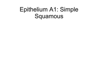 Epithelium A1: Simple Squamous 