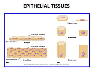 EPITHELIAL TISSUES
• .
 