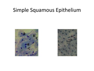 Simple Squamous Epithelium
 