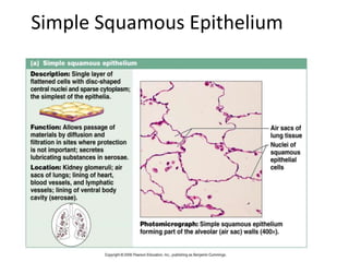 Simple Squamous Epithelium
 