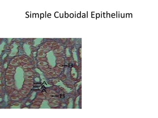 Simple Cuboidal Epithelium
 