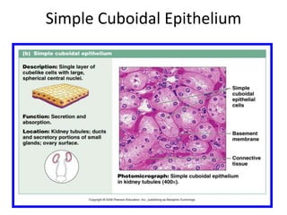 Simple Cuboidal Epithelium
 
