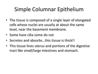 Simple Columnar Epithelium
• The tissue is composed of a single layer of elongated
cells whose nuclei are usually at about the same
level, near the basement membrane.
• Some have cilia some do not
• Secretes and absorbs…this tissue is thick!!
• This tissue lines uterus and portions of the digestive
tract like small/large intestines and stomach.
 