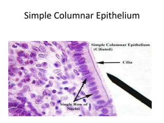 Simple Columnar Epithelium
 