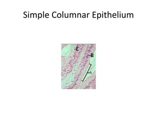 Simple Columnar Epithelium
 