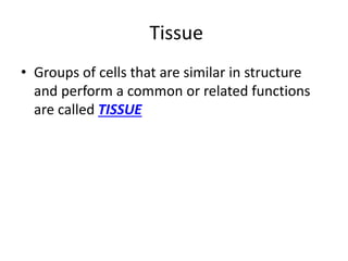 Tissue
• Groups of cells that are similar in structure
and perform a common or related functions
are called TISSUE
 