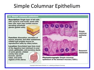Simple Columnar Epithelium
 