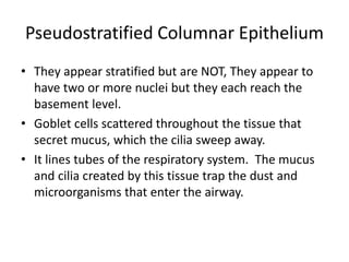 Pseudostratified Columnar Epithelium
• They appear stratified but are NOT, They appear to
have two or more nuclei but they each reach the
basement level.
• Goblet cells scattered throughout the tissue that
secret mucus, which the cilia sweep away.
• It lines tubes of the respiratory system. The mucus
and cilia created by this tissue trap the dust and
microorganisms that enter the airway.
 