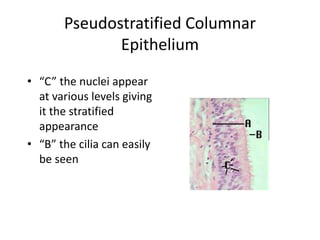 Pseudostratified Columnar
Epithelium
• “C” the nuclei appear
at various levels giving
it the stratified
appearance
• “B” the cilia can easily
be seen
 