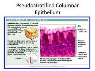 Pseudostratified Columnar
Epithelium
 