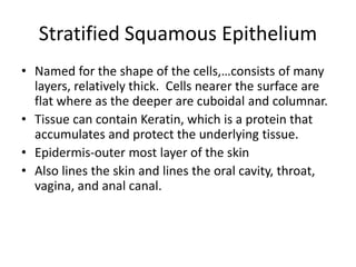 Stratified Squamous Epithelium
• Named for the shape of the cells,…consists of many
layers, relatively thick. Cells nearer the surface are
flat where as the deeper are cuboidal and columnar.
• Tissue can contain Keratin, which is a protein that
accumulates and protect the underlying tissue.
• Epidermis-outer most layer of the skin
• Also lines the skin and lines the oral cavity, throat,
vagina, and anal canal.
 