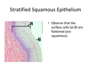 Stratified Squamous Epithelium
• Observe that the
surface cells (at B) are
flattened (are
squamous).
 
