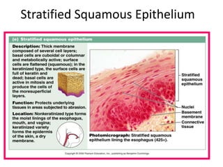Stratified Squamous Epithelium
 