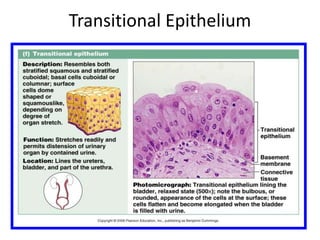 Transitional Epithelium
 