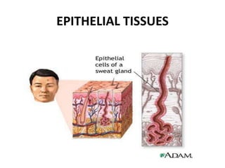 EPITHELIAL TISSUES
 