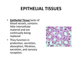 EPITHELIAL TISSUES
• Epithelial Tissue lacks of
blood vessels, contains
little intercellular
material and are
continually being
replaced
• They function in
protection, secretion,
absorption, filtration,
excretion, and sensory
reception.
 