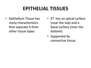 EPITHELIAL TISSUES
• Epithelium Tissue has
many characteristics
that separate it from
other tissue types
• ET has an apical surface
(near the top) and a
basal surface (near the
bottom)
• Supported by
connective tissue.
 