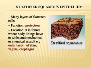 – Many layers of flattened
cells
– Function: protection
– Location: it is found
where body linings have
to withstand mechanical
or chemical assault e.g
outer layer of skin,
vagina, esophagus
STRATIFIED SQUAMOUS EPITHELIUM
 