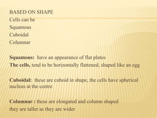 BASED ON SHAPE
Cells can be
Squamous
Cuboidal
Columnar
Squamous: have an appearance of flat plates
The cells, tend to be horizontally flattened, shaped like an egg
Cuboidal: these are cuboid in shape, the cells have spherical
nucleus at the centre
Columnar : these are elongated and column shaped
they are taller as they are wider
 