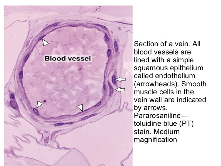 Epithelium