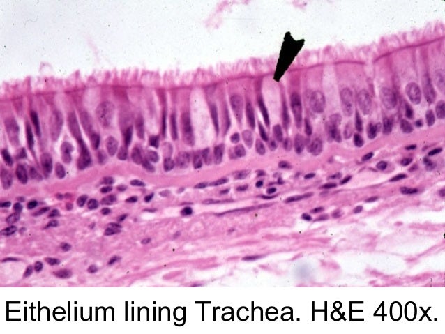 epithelium 10 638