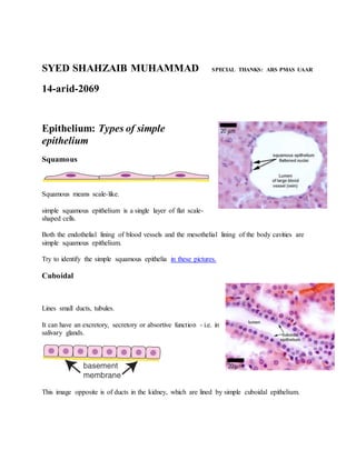 SYED SHAHZAIB MUHAMMAD SPECIAL THANKS: ARS PMAS UAAR
14-arid-2069
Epithelium: Types of simple
epithelium
Squamous
Squamous means scale-like.
simple squamous epithelium is a single layer of flat scale-
shaped cells.
Both the endothelial lining of blood vessels and the mesothelial lining of the body cavities are
simple squamous epithelium.
Try to identify the simple squamous epithelia in these pictures.
Cuboidal
Lines small ducts, tubules.
It can have an excretory, secretory or absortive function - i.e. in
salivary glands.
This image opposite is of ducts in the kidney, which are lined by simple cuboidal epithelium.
 