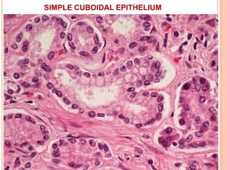 GOBLET CELL
 These are modified columnar epithelial cells which
synthesize and secrete mucin.
 Scattered among the cells...