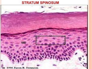 STRATUM SPINOSUM
 