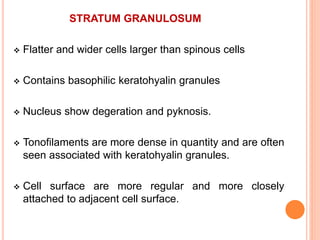 STRATUM GRANULOSUM
 Flatter and wider cells larger than spinous cells
 Contains basophilic keratohyalin granules
 Nucleus show degeration and pyknosis.
 Tonofilaments are more dense in quantity and are often
seen associated with keratohyalin granules.
 Cell surface are more regular and more closely
attached to adjacent cell surface.
 