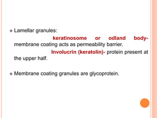 Lamellar granules:
keratinosome or odland body-
membrane coating acts as permeability barrier.
Involucrin (keratolin)- protein present at
the upper half.
 Membrane coating granules are glycoprotein.
 