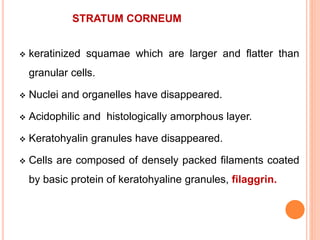 STRATUM CORNEUM
 keratinized squamae which are larger and flatter than
granular cells.
 Nuclei and organelles have disappeared.
 Acidophilic and histologically amorphous layer.
 Keratohyalin granules have disappeared.
 Cells are composed of densely packed filaments coated
by basic protein of keratohyaline granules, filaggrin.
 