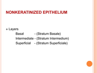 NONKERATINIZED EPITHELIUM
 Layers
Basal - (Stratum Basale)
Intermediate - (Stratum Intermedium)
Superficial - (Stratum Superficiale)
 