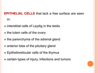 EPITHELIAL CELLS that lack a free surface are seen
in:
 interstitial cells of Leydig in the testis
 the lutein cells of the ovary
 the parenchyma of the adrenal gland
 anterior lobe of the pituitary gland
 Epithelioreticular cells of the thymus
 certain types of injury, Infections and tumors
 